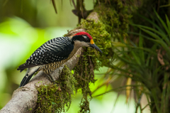 Black-Cheeked Woodpecker photo 1