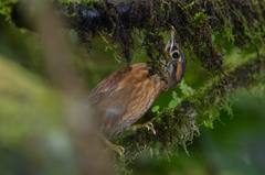 Anabacerthia variegaticeps