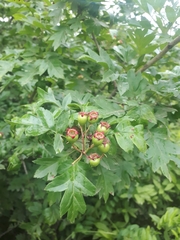 Crataegus pinnatifida