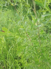 Salix integra