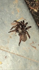 Aptostichus stephencolberti