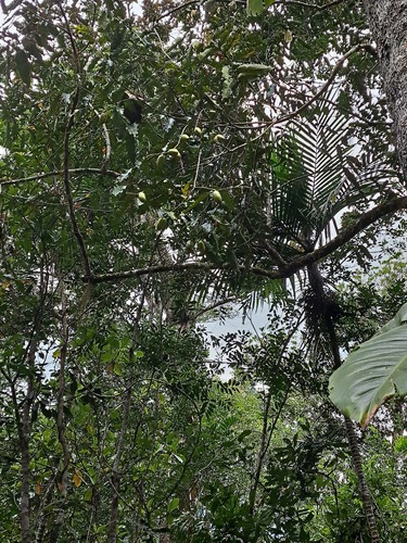 Diospyros macrocarpa observed 2024-09-21