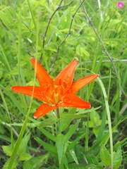 Lilium concolor partheneion