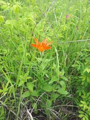 Lilium concolor partheneion