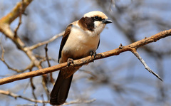 White-crowned Shrike - Photo (c) Ian White, some rights reserved (CC BY-ND)