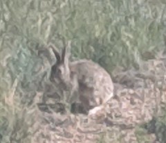 Sylvilagus nuttallii