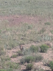 Sylvilagus nuttallii