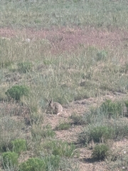 Sylvilagus nuttallii