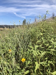 Helianthus exilis