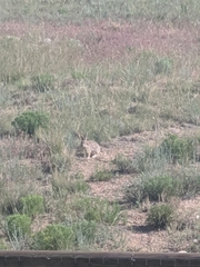 Sylvilagus nuttallii