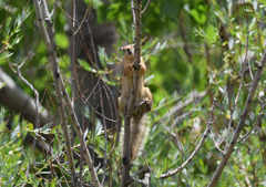 Sciurus anomalus