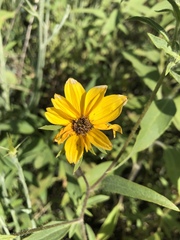 Helianthus exilis