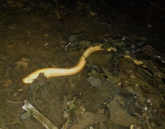 Monopterus albus