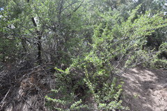 Ribes leptanthum