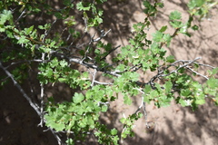 Ribes leptanthum