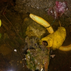 Monopterus albus