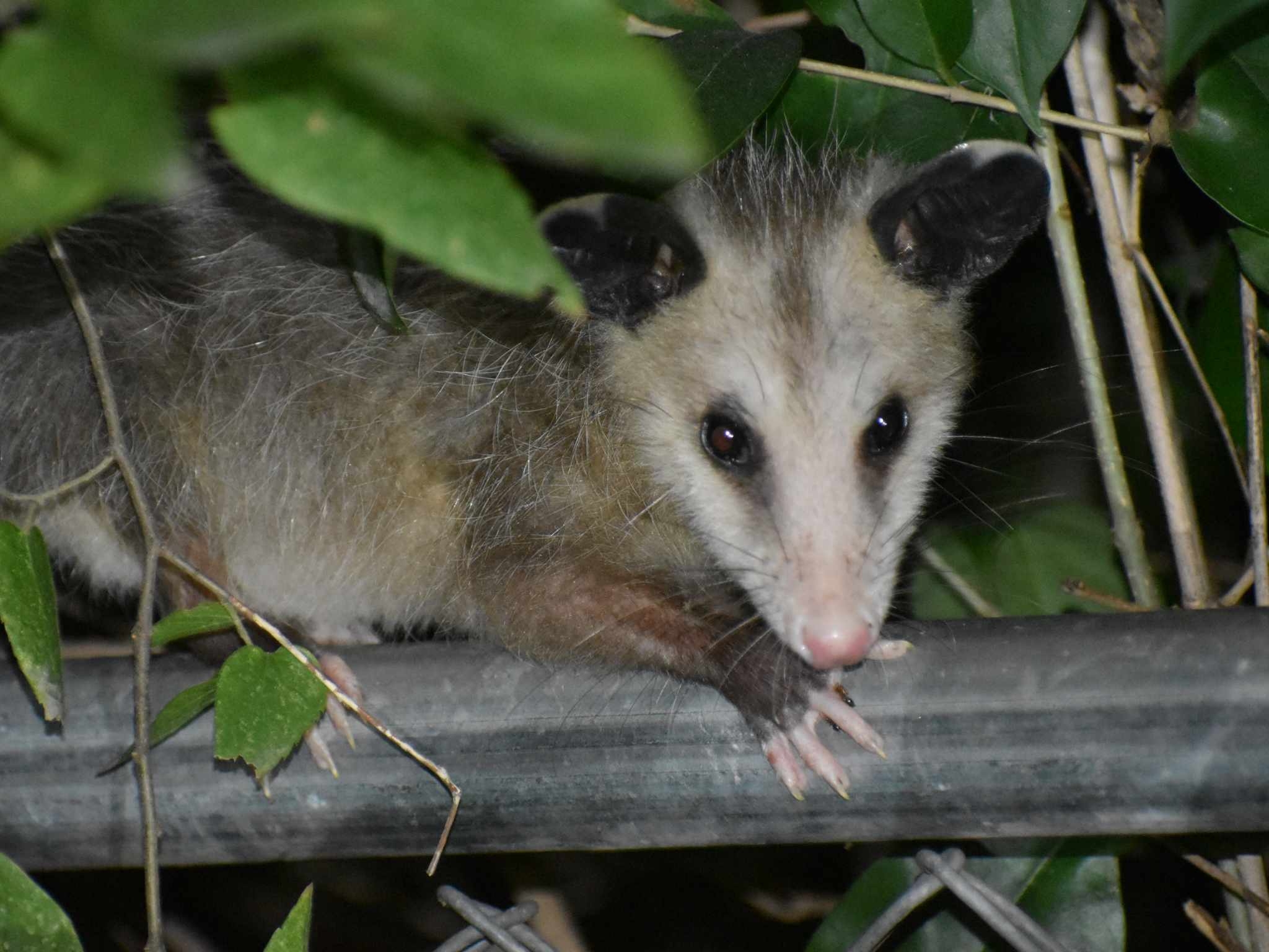 Didelphis virginiana<br>30 September, 2024