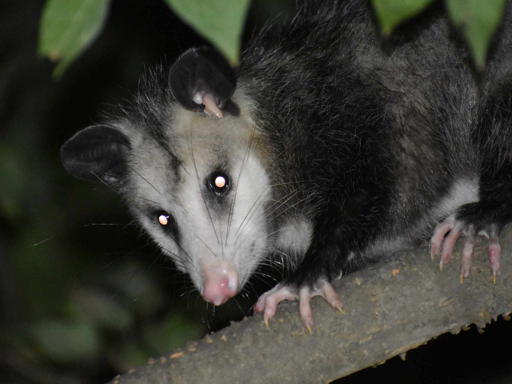 Didelphis virginiana<br>30 September, 2024