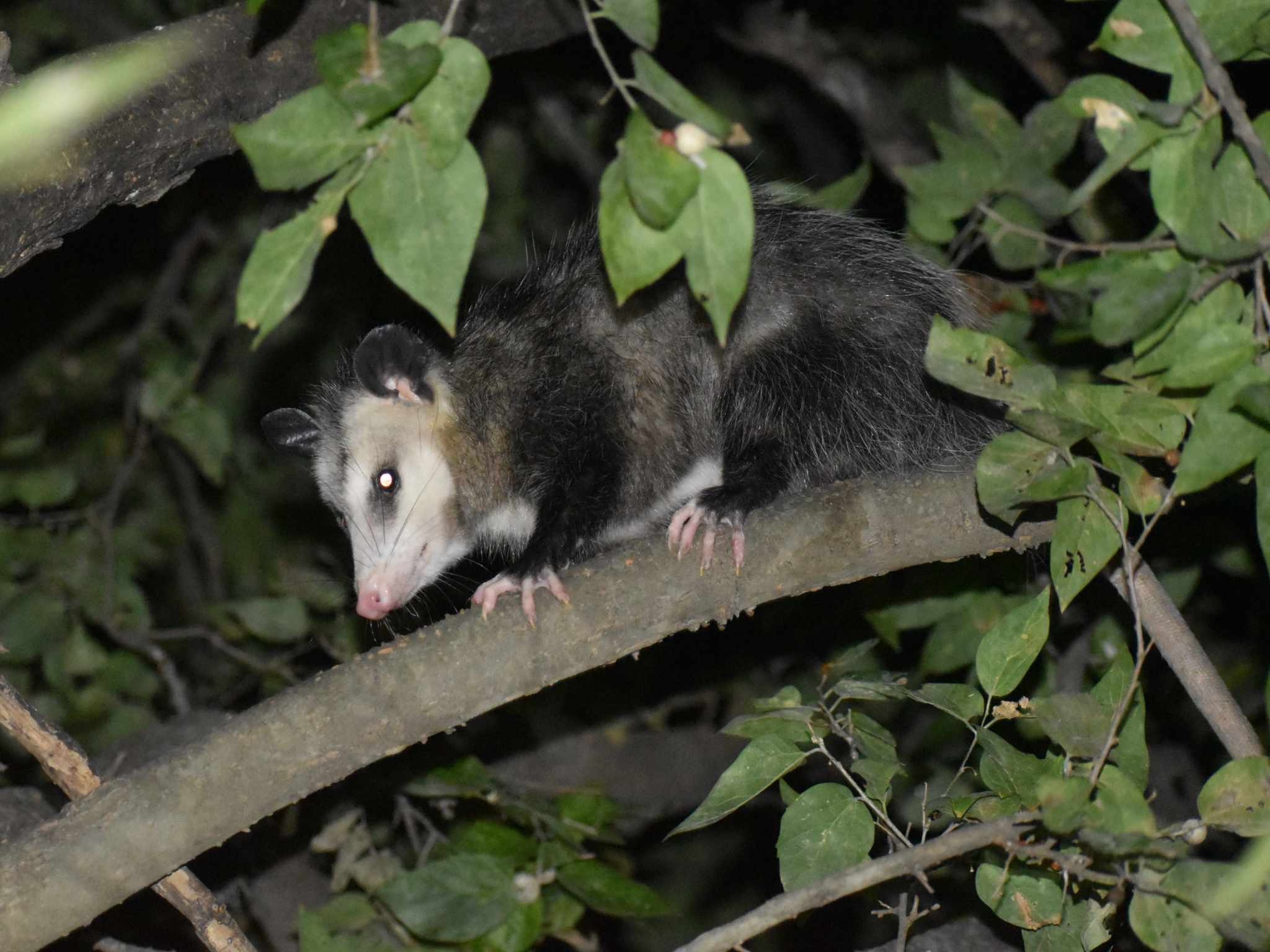 Didelphis virginiana<br>30 September, 2024