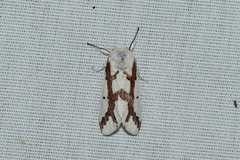 Euerythra phasma
