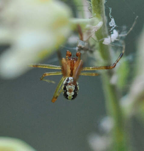 Theridion neomexicanum