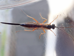 Lissonota lineolaris