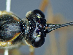 Lissonota lineolaris