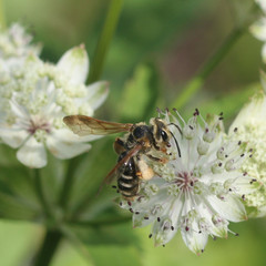 Andrena prunorum