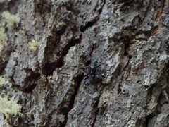 Calydon submetallicum