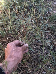 Eriogonum spergulinum