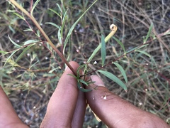 Eriogonum spergulinum