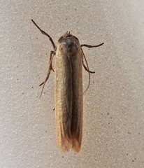 Holcocera immaculella