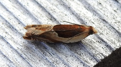 Ancylis metamelana