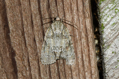 Acronicta ovata