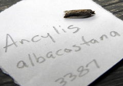 Ancylis albacostana