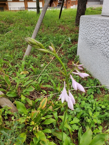 Hosta longipes iNat (1)