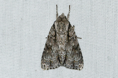 Acronicta hasta