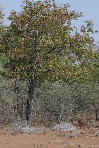 Mopane