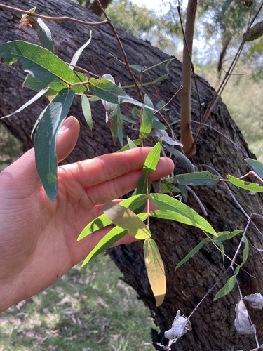 Eucalyptus radiata iNat (1)