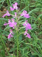 Platanthera peramoena