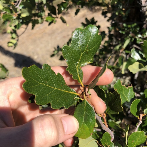 Quercus garryana × sadleriana