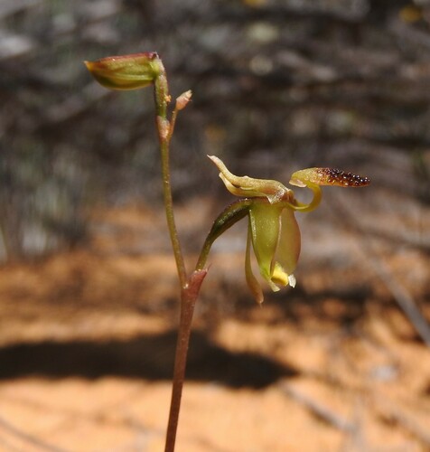 Midget Duck Orchid (Caleana lyonsii)
