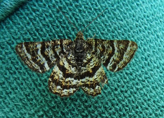 Epelis truncataria