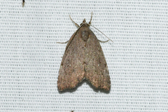 Cutina albopunctella
