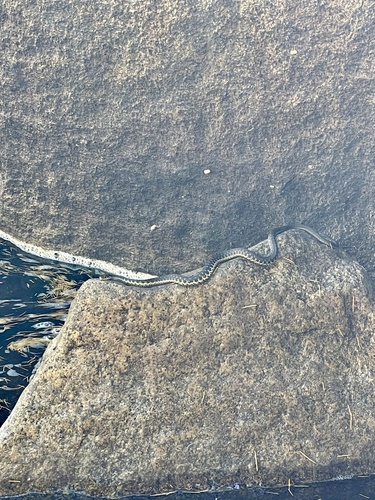 iNaturalist observation photo of Sierra Garter Snake
