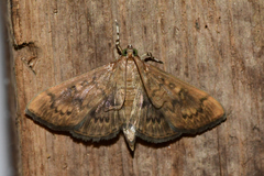Psara obscuralis
