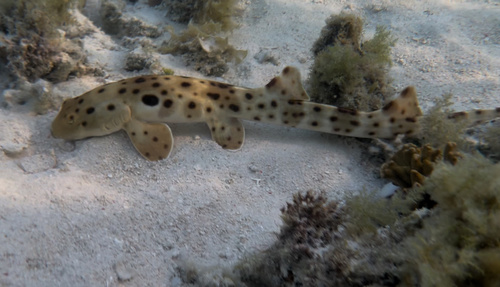 Epaulette shark (Hemiscyllium ocellatum) — Hemiscylliidae — 2
