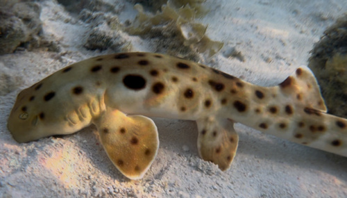 Epaulette shark (Hemiscyllium ocellatum) — Hemiscylliidae