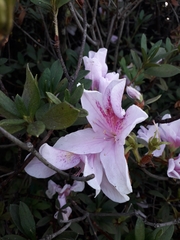 Rhododendron