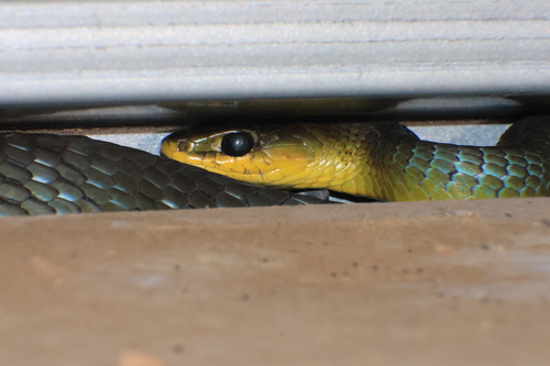 Common Tree Snake sighting